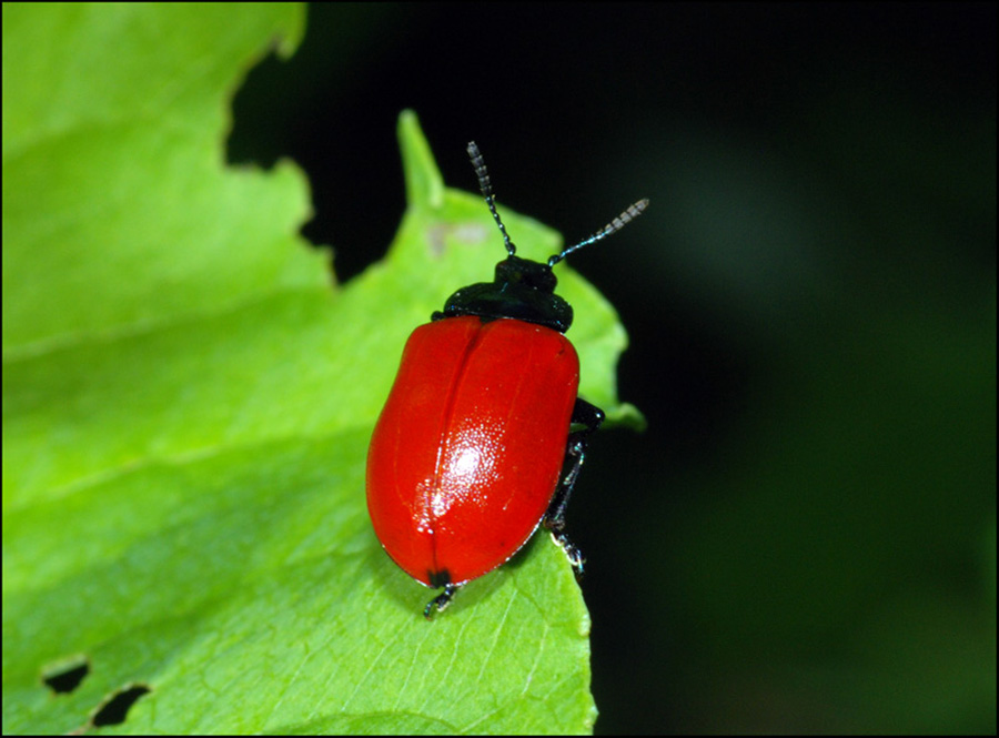 chrysolina?